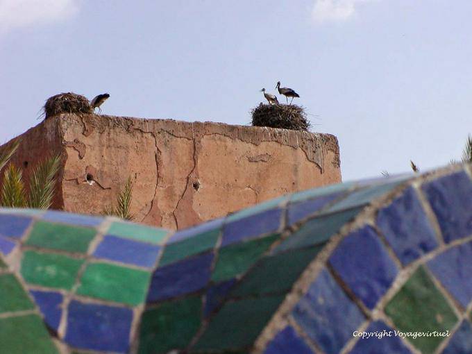Cicogna nidifica su una parete del bastione, Marrakech - Marocco