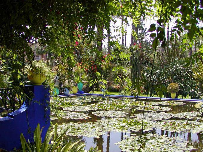 Lily stagno e loto Asia, Jardin Majorelle, Marrakech - Marocco