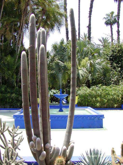 Tra candelabri cactus e blu piazza fontana Majorelle, Marrakech - Marocco