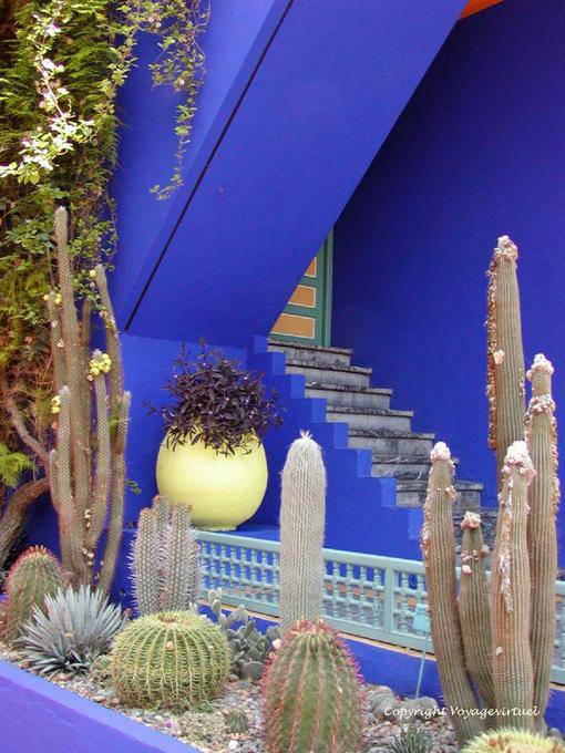 Blue Angel e collezione di cactus, Giardino Majorelle Marrakech - Marocco