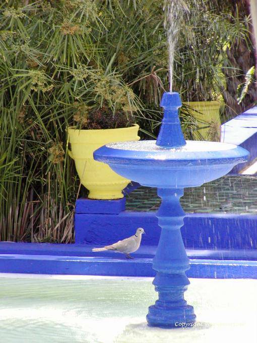 La colomba e la fontana, Jardin Majorelle, Marrakech - Marocco