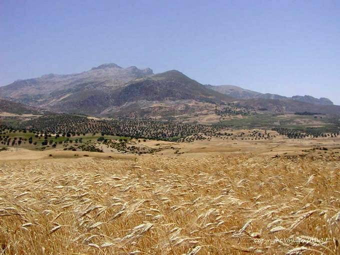 Montagne del Rif e campo di grano vicino Beni Darkoul - Marocco