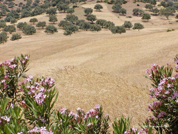 Campi e ulivi lungo la Oued Lau, Western Rif - Marocco