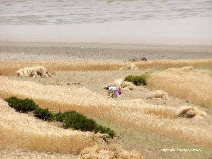 Impressionismo al momento del raccolto, Derdara, Oued Lau, Jbala Rif - Marocco