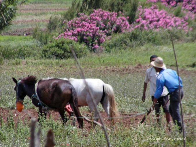 Aratura è fatto con i cavalli che tirano l'aratro, Amaghousse - Marocco