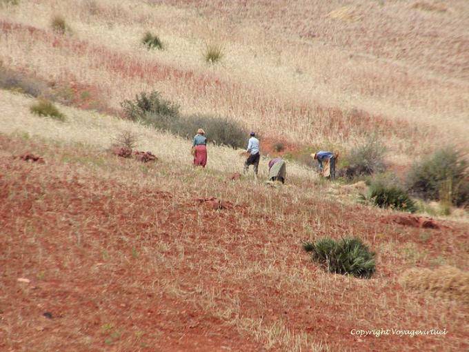 Contadini al lavoro, raccolta manuale Rif - Marocco