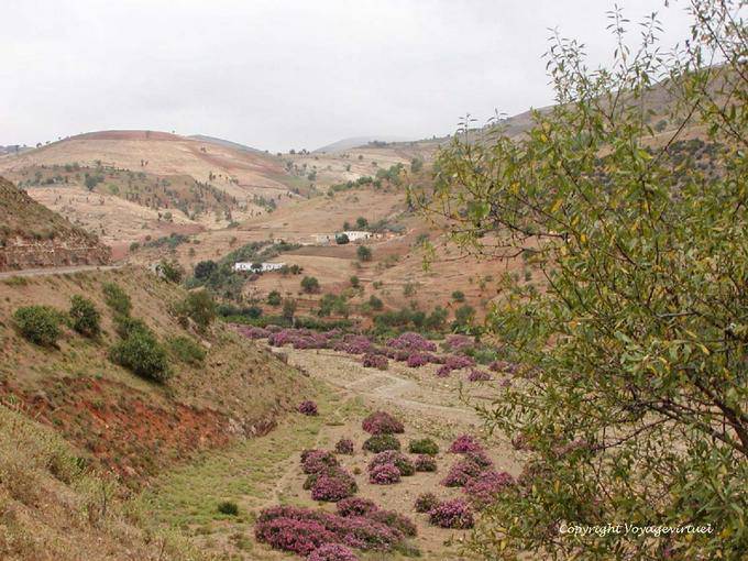 Paesaggio collinare e oleandri, Rif - Marocco