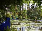 Lily stagno e loto Asia, Jardin Majorelle, Marrakech, Marocco.