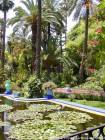 Fiori di loto e lussureggiante, Jardin Majorelle, Marrakech, Marocco.