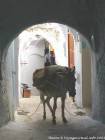 Donkey sellato in un vicolo, Medina, Chefchaouen, Marocco.