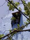Viti e finestra traliccio, Chefchaouen, Marocco.
