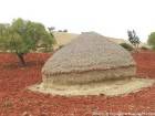 La bella rotella rotonda sulla terra rossa, Parco Nazionale Talassemtane, Rif, Marocco.