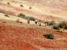Contadini al lavoro, raccolta manuale Rif, Marocco.