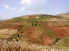 Colture miste del Rif, cereali e cannabis, Marocco.