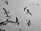Sciame di uccelli marini sopra il porto di Essaouira, Marocco.