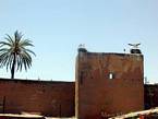 Cicogne annidati sui bastioni, Marrakech, Marocco.
