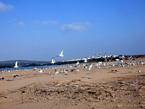 Uccelli nei pressi della foce del wadi Igrounzar, Essaouira, Marocco.