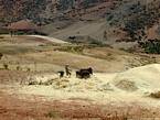 Unire con i vecchi cavalli intorno Khenifra, Marocco.