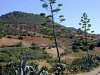 Azigza, terra rossa e verde intorno Khenifra, Marocco.