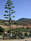 Aloe giganti su sfondo foresta, Khenifra, Marocco.