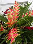 Heliconia wagneriana, balisier, Giardino Balata, Martinica.