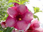 Tipo Fiore di Adenium, Giardino Balata, Martinica.