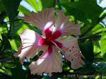 Bel fiore di Hibiscus Garden Balata, Martinica.