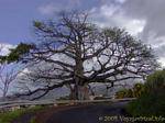 Un gigante Ceiba pentandra o formaggio strada, Martinica.