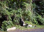 Cimitero Verde, auto sepolta sotto la vegetazione, Martinica.