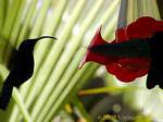Colibri rifornimento procurarsi il cibo dolce, Martinica.