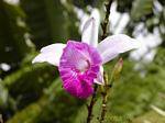 Un giardino di orchidee di Balata, Martinica.