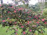 Calliandra tweedii o albero con sbuffi, Balata Giardino, Martinica.