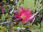 Senza dubbio un haematocephala Calliandra, giardino di Balata, Martinica.