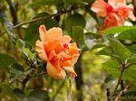 Orange Hibiscus, Martinica.