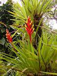 Fiore Bromeliad protetta da brattee, giardino Balata, Martinica.