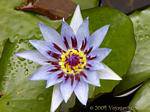 Loto blu o giglio d'acqua Cuore (Nymphaea capensis), giardino Balata, Martinica.