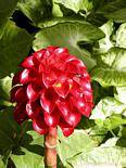 Tapeinochilos ananassae (ananas fiore), giardino Balata, Martinica.