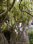 Un Bakoua o Pandanus sanderi, albero tropicale, Balata, Martinica.