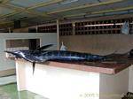Un marlin sulla stalla, pronto per essere tagliato (blu marlin), Martinica.
