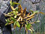 Dendrobium, orchidea genere di bambù-epifite, Anse Latouche, Martinica.