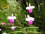 Orchidee, probabilmente Arundina (Bamboo orchidee), Anse Latouche, Martinica.