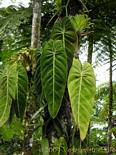 Philodendron lascia sul epifite vite, Giardino Balata, Martinica.