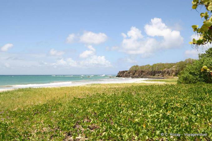 Anse à Prunes, verde sulla spiaggia - Martinica