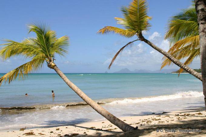 Palme che si trovano nel Grande Anse des Salines - Martinica
