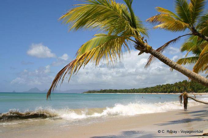 Anse des Salines, spiaggia e palme da cocco - Martinica