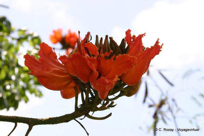 Flamboyant, fiore Delonix regia - Martinica