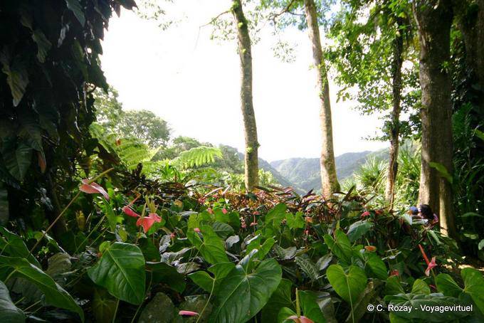 Anthurium, Giardino Balata - Martinica