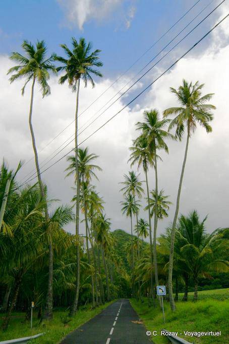 Alte palme sulla strada per Anse Ceron - Martinica