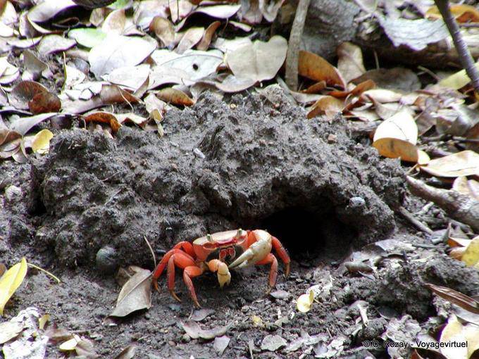 Red Mangrove crab (Goniopsis cruentata) - Martinica