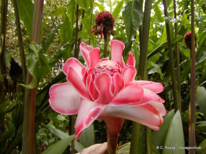 Porcellana Rose, Etlingera elatior (zenzero tropicale) - Martinica